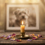 Photo d'animal avec bougie symbolisant la culpabilité après euthanasie et le deuil animal accompagné par hypnose